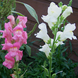 Snapdragon